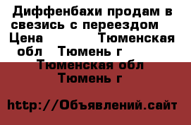 Диффенбахи продам в свезись с переездом. › Цена ­ 1 500 - Тюменская обл., Тюмень г.  »    . Тюменская обл.,Тюмень г.